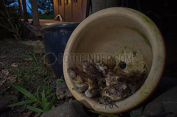 Cane Toads in plant pot - Fiji