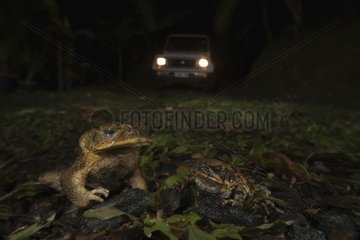 Cane toads in front of car headlights - Australia