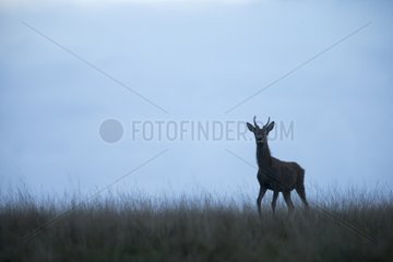 Young stag Red Deer silhouette at dawn in autumn - GB