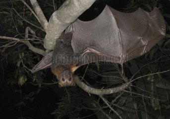 Masked Flying fox on a branch