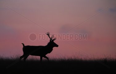 Stag Red Deer silhouette at dawn in autumn - GB