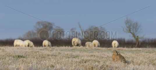 Brown Hare with sheep in a frozen meadow in winter - GB