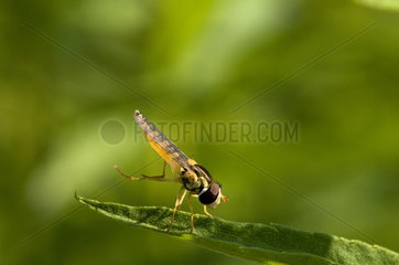 Hoverfly cleaning is legs on a leaf - France