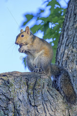 Eastern gray squirrel eating on a trunk - Minnesota USA