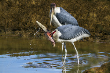 Marabou stork (Leptoptilos crumeniferus) drinking in water  Kruger National park  South Africa