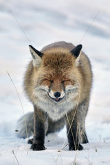 Red Fox in snow - Mercantour Alpes France