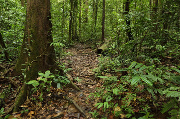 Forest trail - Tresor Reserve French Guiana