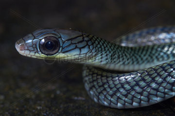 Portrait of White-bellied Rat Snake   Brown Rat Snake (Ptyas fusca)  Kubah national park  Sarawak  Borneo  Malaysia