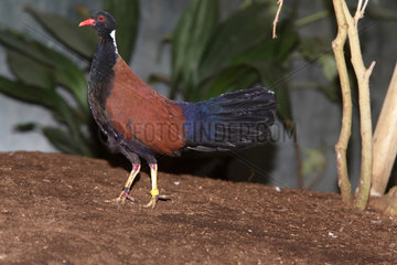 Pheasant pigeon (Otidiphaps nobilis)  male on ground
