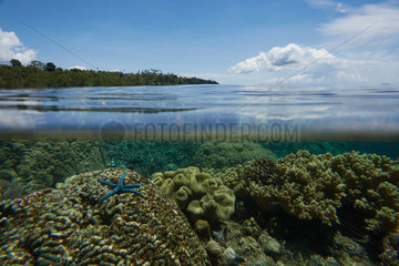 Blue sea star (Linckia laevigata) on coral reef near mangrove  Bunaken Island  Sulawesi  Indonesia