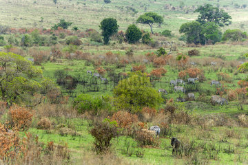 Wildebeests and zebras grazing on short grass after fire