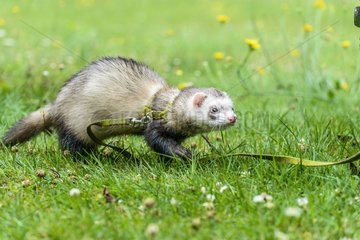 Ferret (Mustela furo) on a leash in a park  France