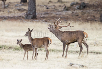 Red deer (Cervus elaphus)  male in rut with female and young  Spain