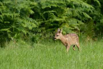Roe deer (Capreolus capreolus) fawn in grass  Belgium