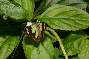 Butterfly on leaf - New Caledonia