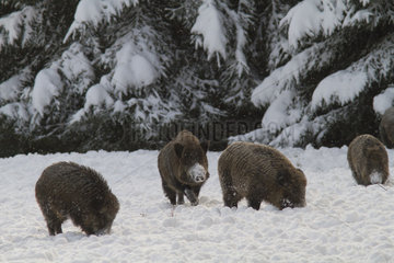 Eurasian wild boar burrowing in the snow - Alsace France