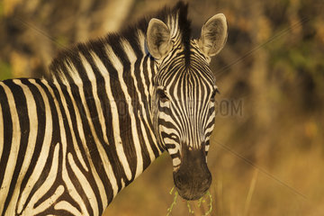 Portrait of Burchell's Zebra - Moremi Botswana