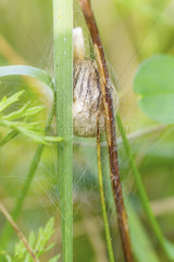 Wasp Spider laying cocoon - Alsace France