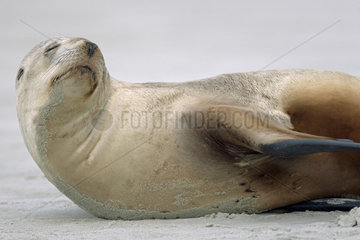 New Zealand Sea Lion (Phocarctos hookeri) at rest on sand  South Island  New Zealand