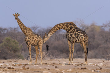 Giraffe (Giraffa camelopardalis) flehming Namibia  Etosha national park