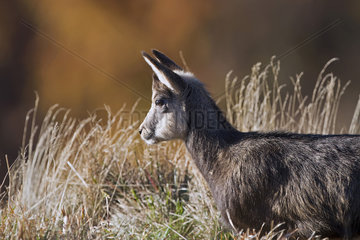 Chamois (Rupicapra rupicapra)  Young winter coat grazing in tall grass in autumn  On a grassy slope of the Honheck massif  Vosges  France