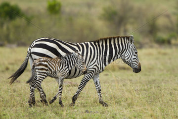 Grant's zebra female and young - Masai Mara Kenya