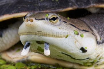 Portrait of Side-necked turtle (Phrynops hilarii)  Brazil