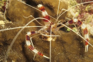 Banded Coral Shrimp Ouvéa Loyalty Islands New Caledonia