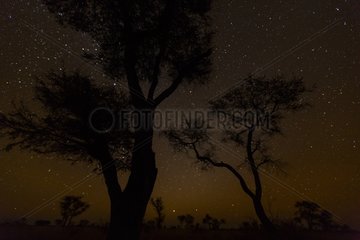 Trees at night - Kalahari Botswana