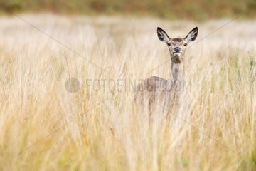 Hind Red Deer standing in the tall grass - GB
