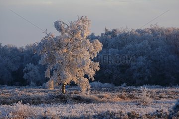 Fagne Malchamps winter - Ardenne Belgium