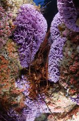 California Spiny Lobsters and purple California Hydrocoral