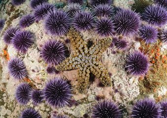 Knobby Sea Star and Purple Sea Urchins - California