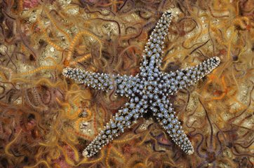 Knobby Sea Star crawls across Spiny Brittle Stars-California
