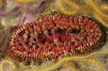 Spotted Rose Sea Anemone and Spiny Brittle Star - California