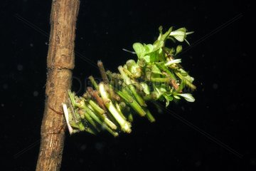 Trichoptere larvae in a sheath of twigs Touraine France