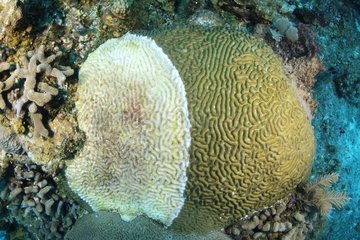 Corail cerveau fixé sur le fond marin Belize