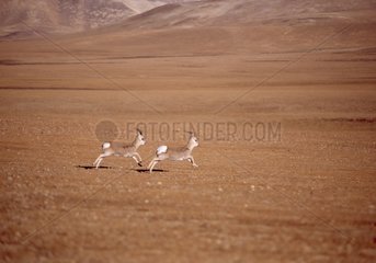Tibetan gazelle males running on tibetan plateau China