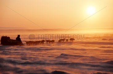 Hund Schlitten im kanadischen arktischen Schneesturm