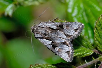 Noctuid moth open wings Corsican France