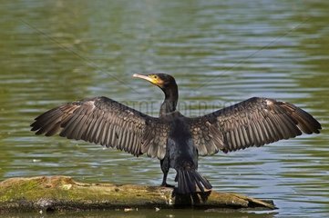 European Shag drying its wings in the sun France