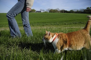 Cat walk with his master held by a harness