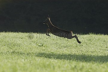 Yearling male deer jumping Vosges France