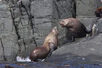 Steller's sea lions Johnstone Strait Canada