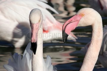 Porträt der rosa Flamingo -Brücke von Gau Die Camargue [at]