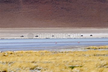 Off-rood vehicles runing by a salty lake Altiplano Bolivia