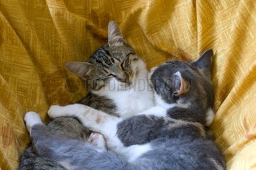 Cats sleeping together on a couch