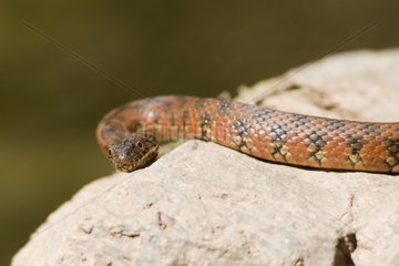 Viperine Water Snake crawling Sierra Morena NP Cordoba