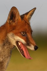 Portrait of Red fox showing its tongue Great Britain