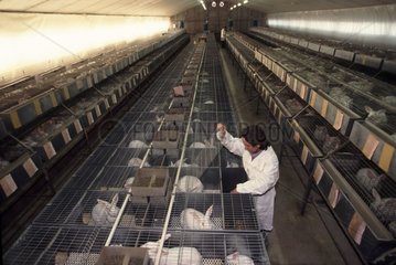 Elevage industriel de lapins de race zika